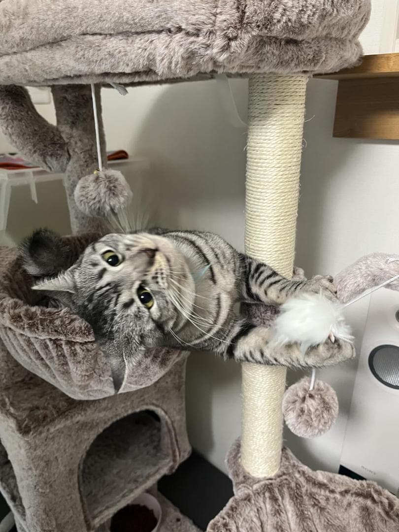 Heybly キャットタワー ミニキャットタワー 子猫や体の小さな猫に最適 ☆彡