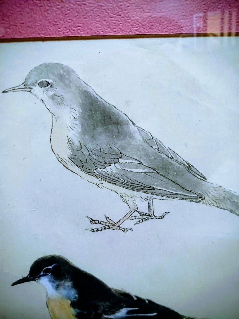 オリジナル原画　E85　 ピンク枠と黒いフレーム付 明治期　キセキレイ　岡嶋正夫