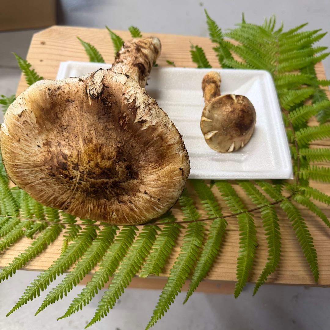 ③松竹梅 即日発送可能 採れたて 和歌山県産 天然松茸 2本 217.6g