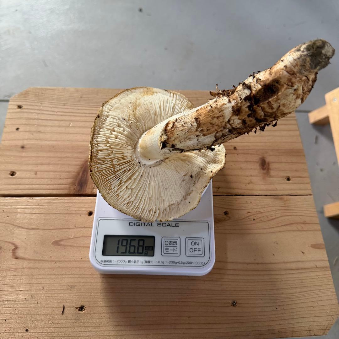 ③松竹梅 即日発送可能 採れたて 和歌山県産 天然松茸 2本 217.6g