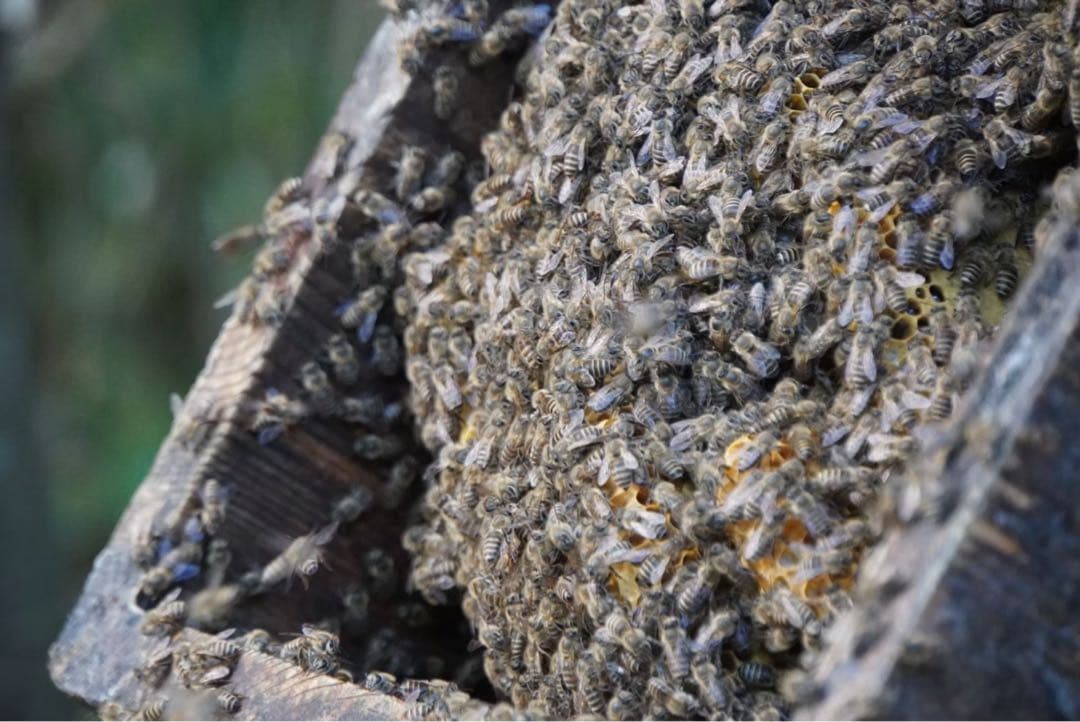 ハチミツ　日本蜜蜂の蜂蜜　巣箱違い谷違いのはちみつ　奥山の奥