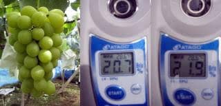 ち*こ様 【岡山県産】 5kg 秀品 高級シャインマスカット 甘～い!大粒 7〜