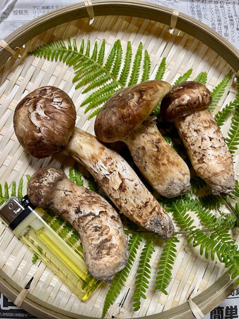 【大阪泉州産】天然松茸 採れたて良品☆4本130g国産