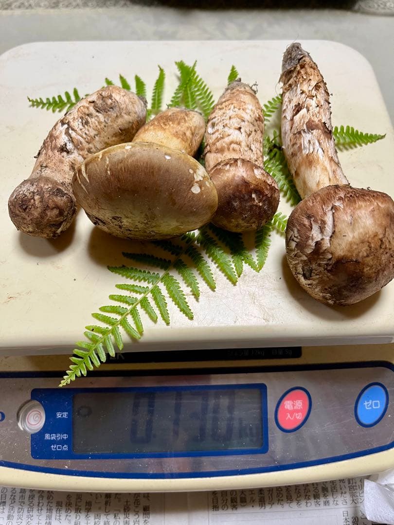 【大阪泉州産】天然松茸 採れたて良品☆4本130g国産