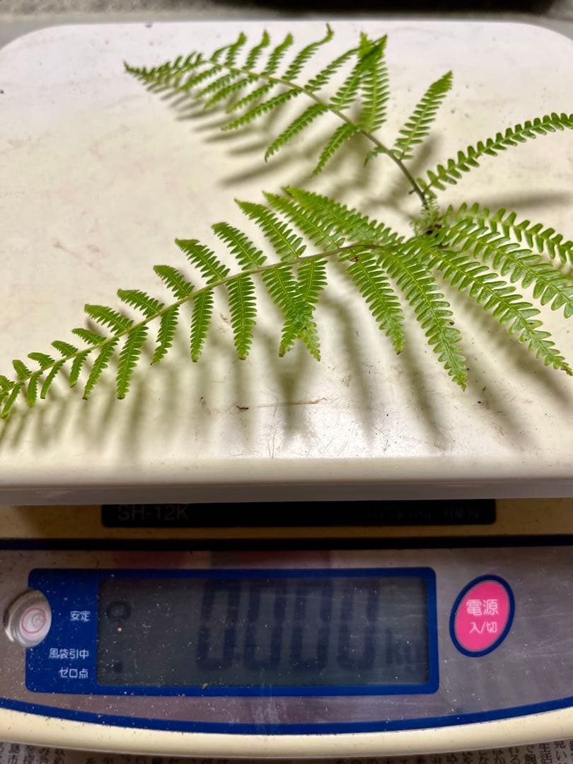 【大阪泉州産】天然松茸 採れたて良品☆4本130g国産