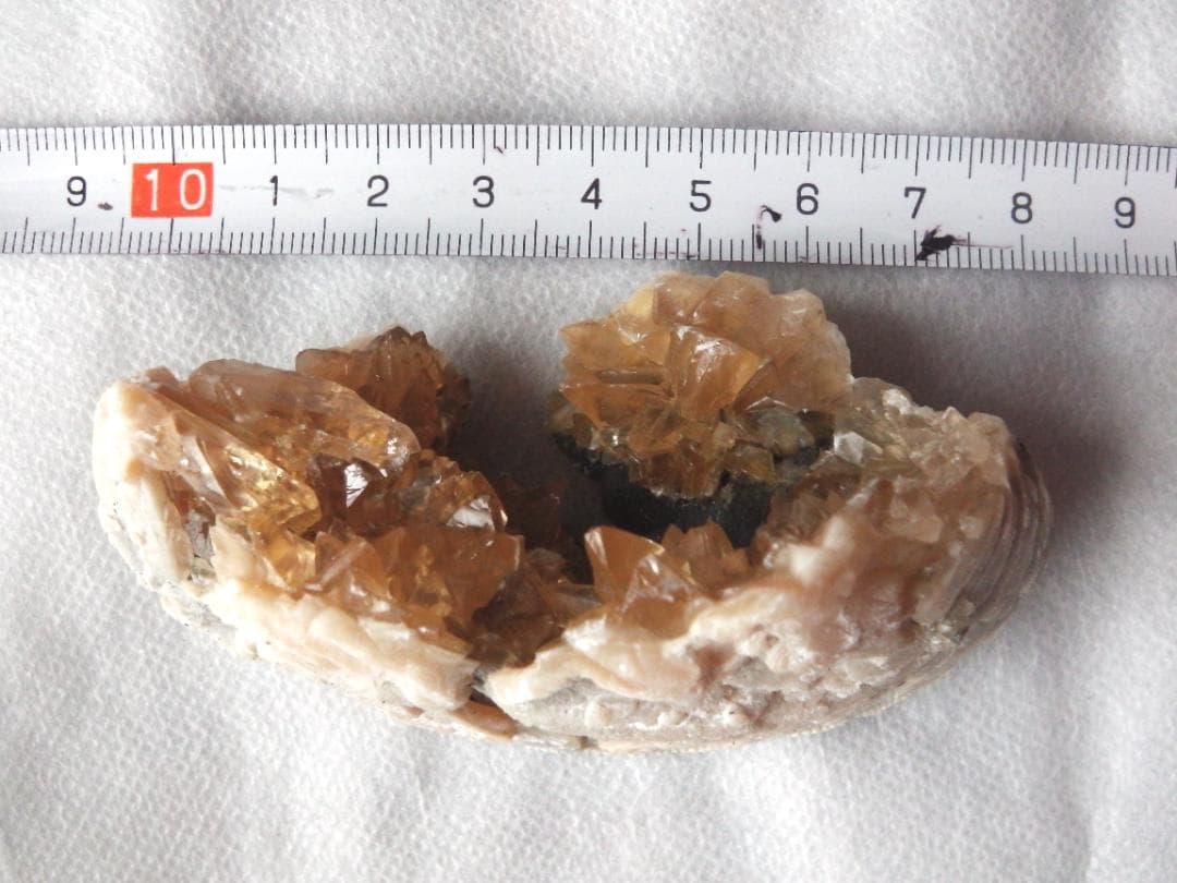 m盆・・・さま専用：方解石化した二枚貝の化石 カルサイト 鉱物標本 蛍光鉱物