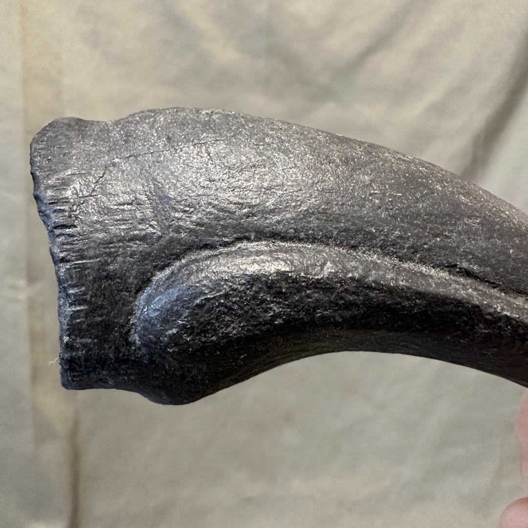 カルカロドントサウルス フットクロウ かぎ爪 化石 肉食恐竜 獣脚類 1515