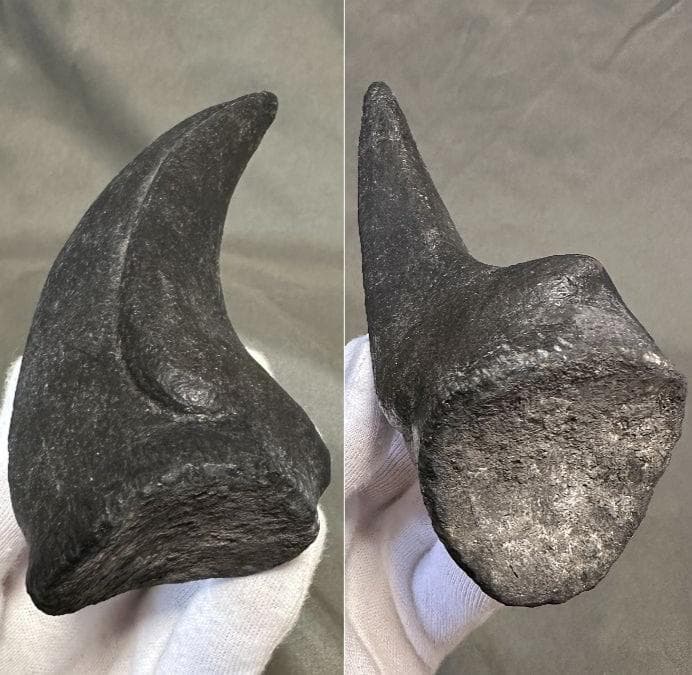 カルカロドントサウルス フットクロウ かぎ爪 化石 肉食恐竜 獣脚類 1515