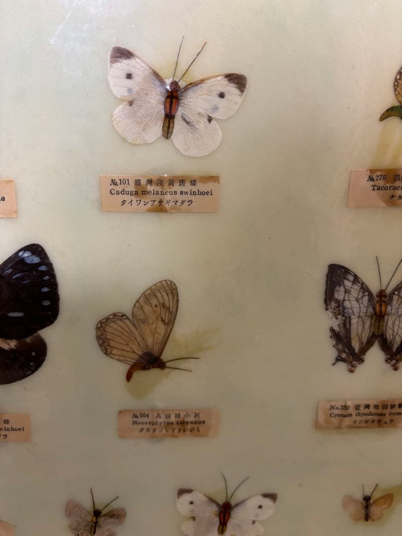 蝶標本 フレーム付き 多様な種類