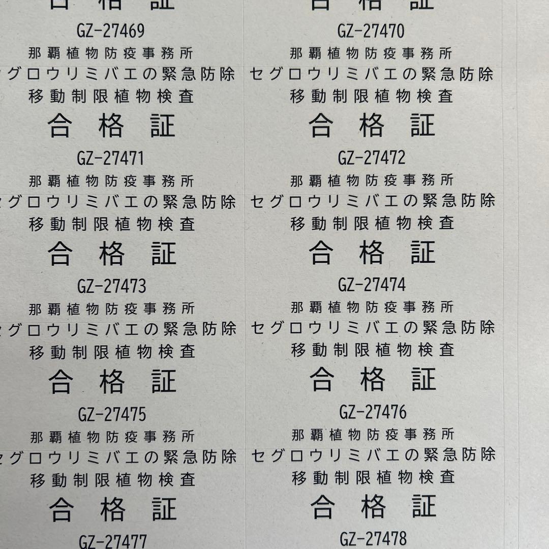 Pp沖縄県産青パパイヤ28kg