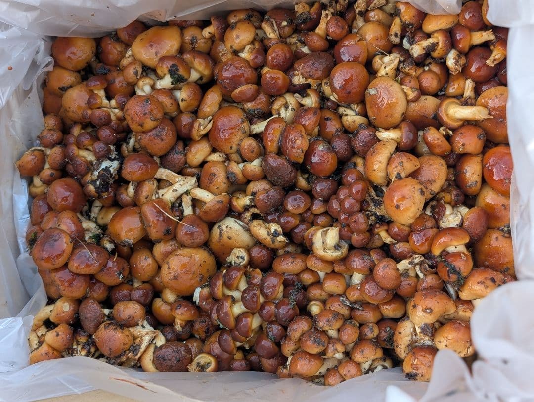 11/24採れ天然なめこ5キロ②