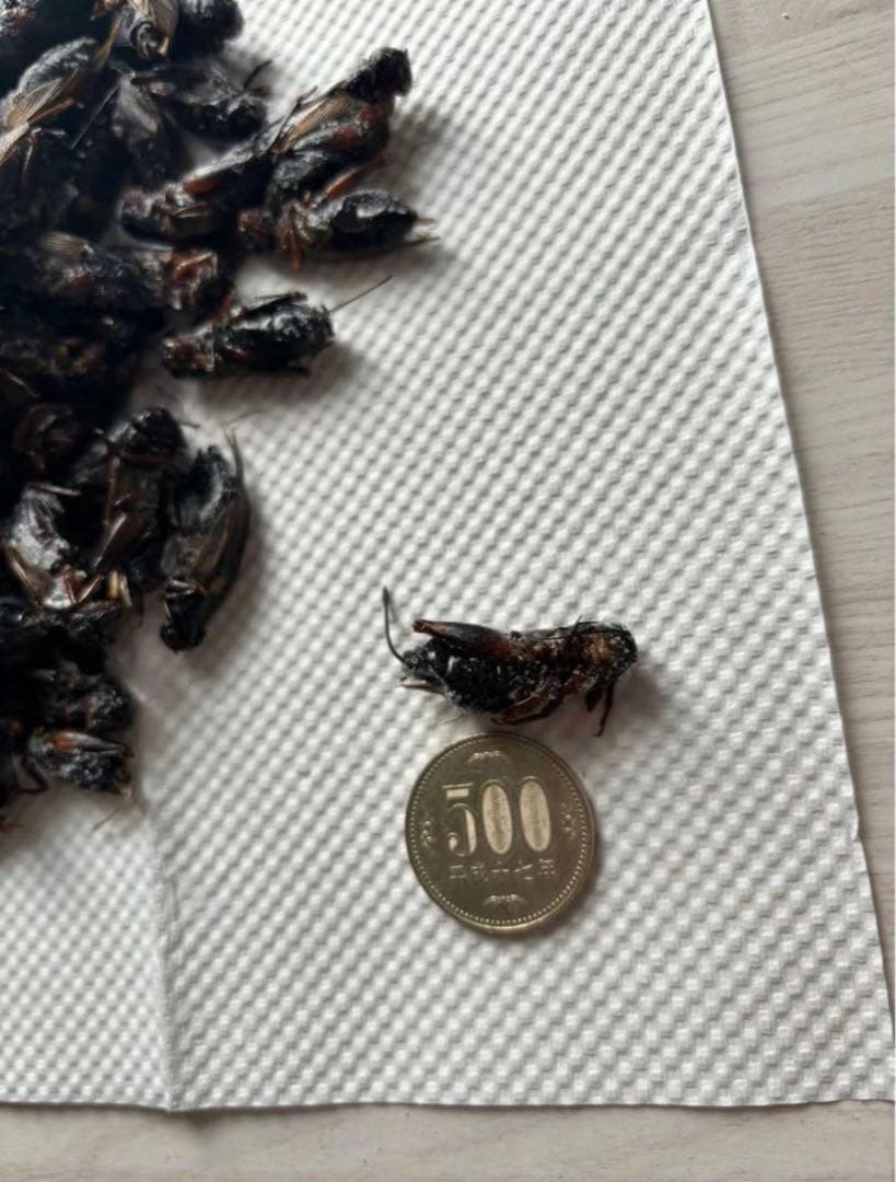 大容量⭐︎国産養殖　乾燥フタホシコオロギ　5kg