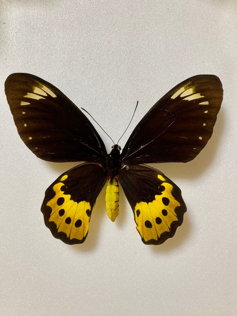 【1ペア】ゴライアストリバネアゲハ（パプアニューギニア産）