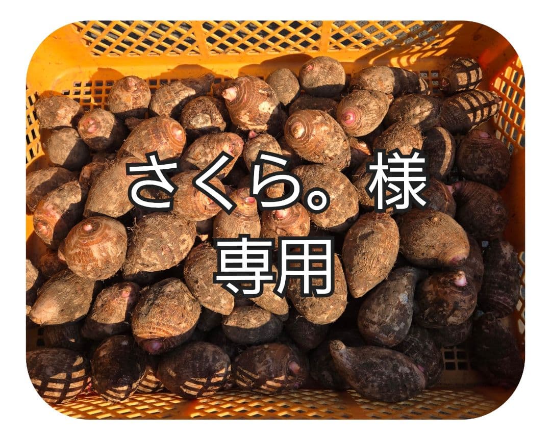 宮崎県産　里芋　赤芽芋9.5kg