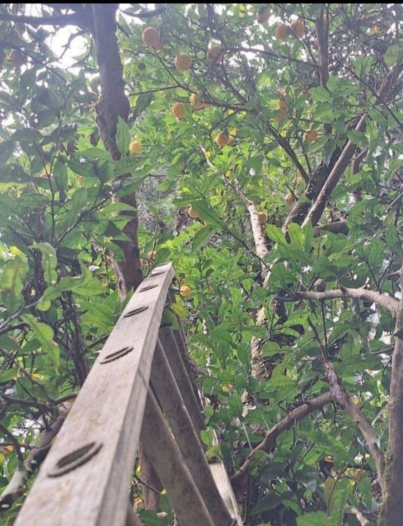 1.8L 2本 100%実生柚子果汁 柚子酢 無塩 無添加 手絞り 調味料 酢