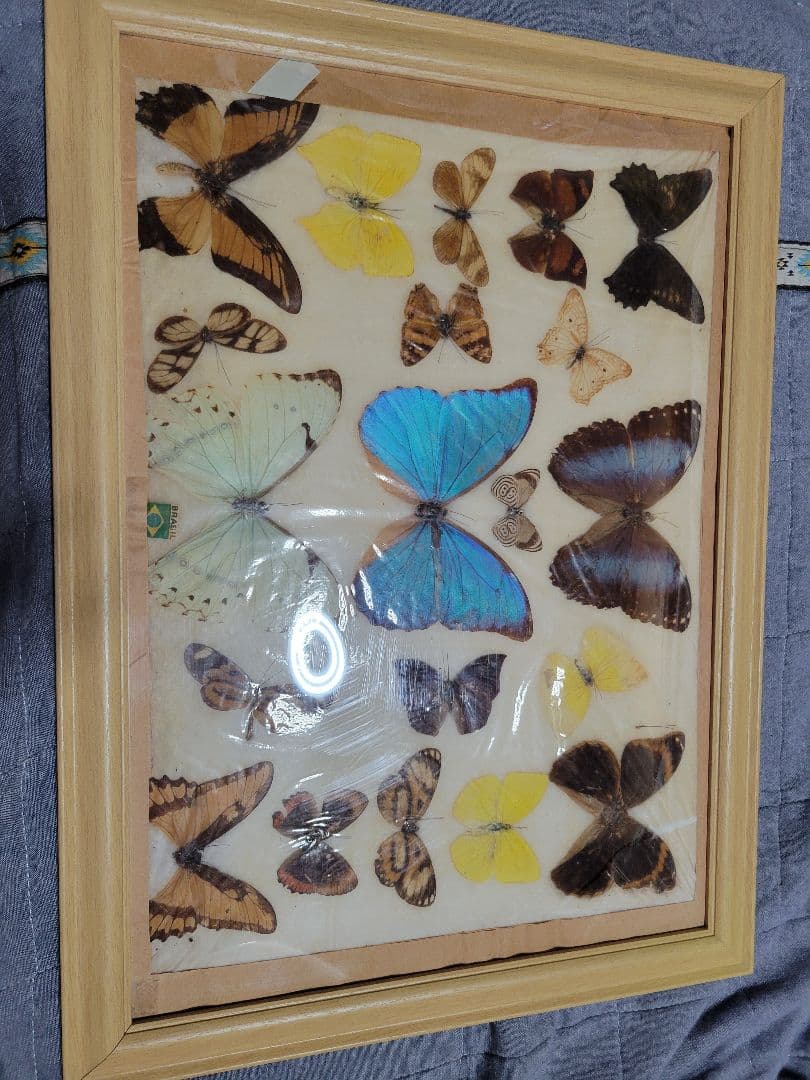 蝶の標本 ブラジル蝶