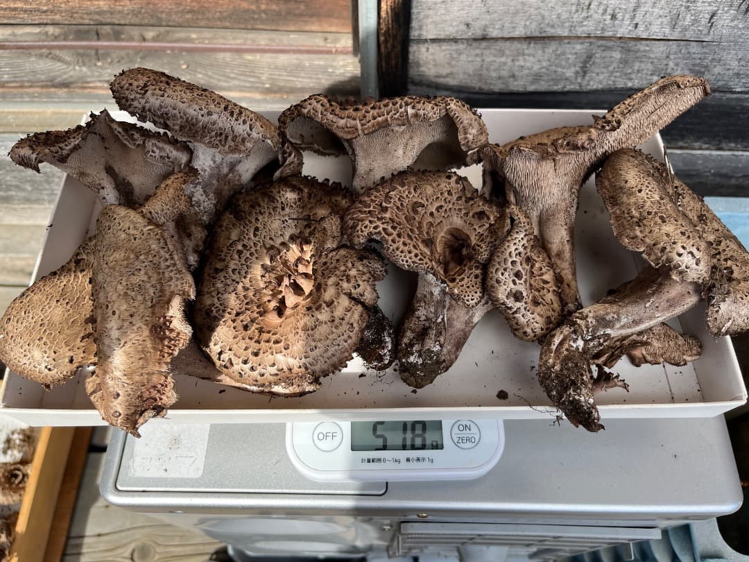 香茸　天然香茸　961グラム