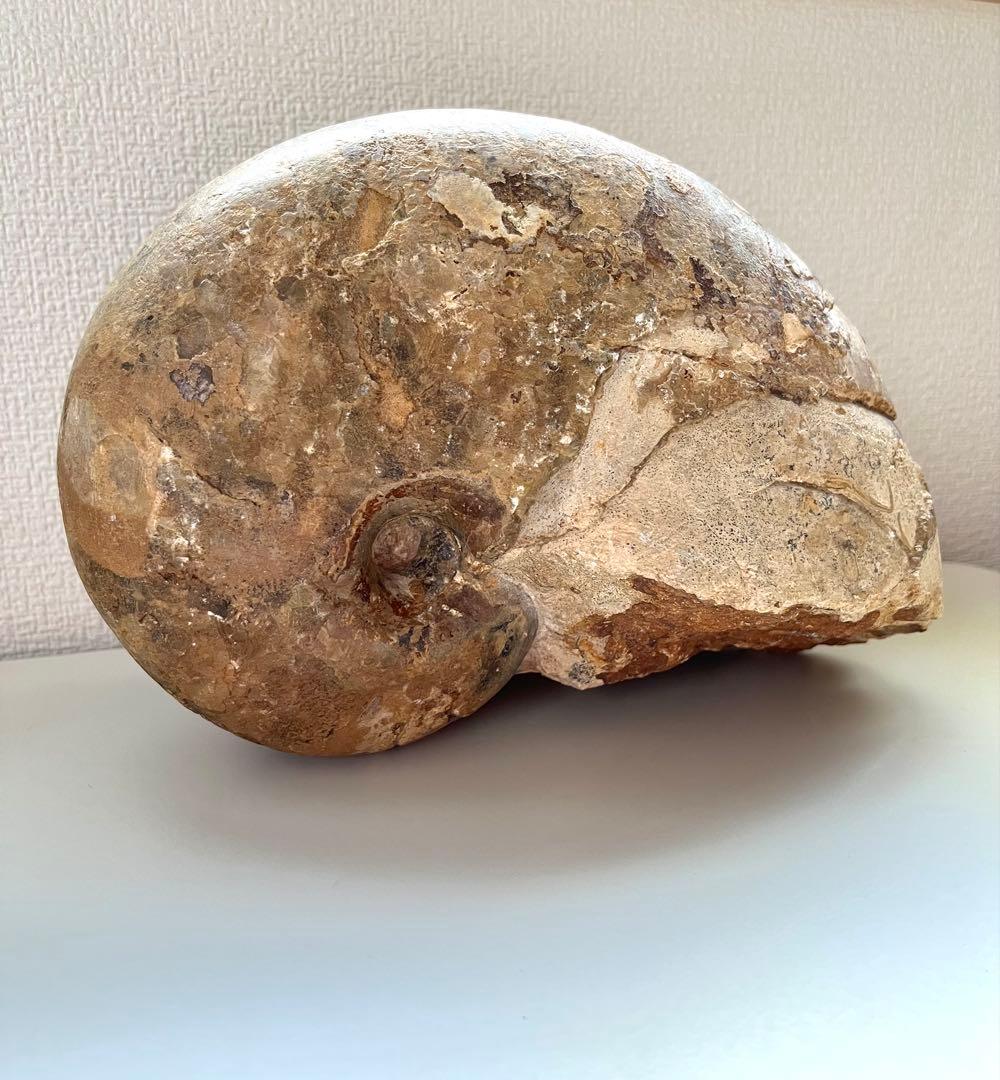 オウムガイ化石　モロッコ産　特大