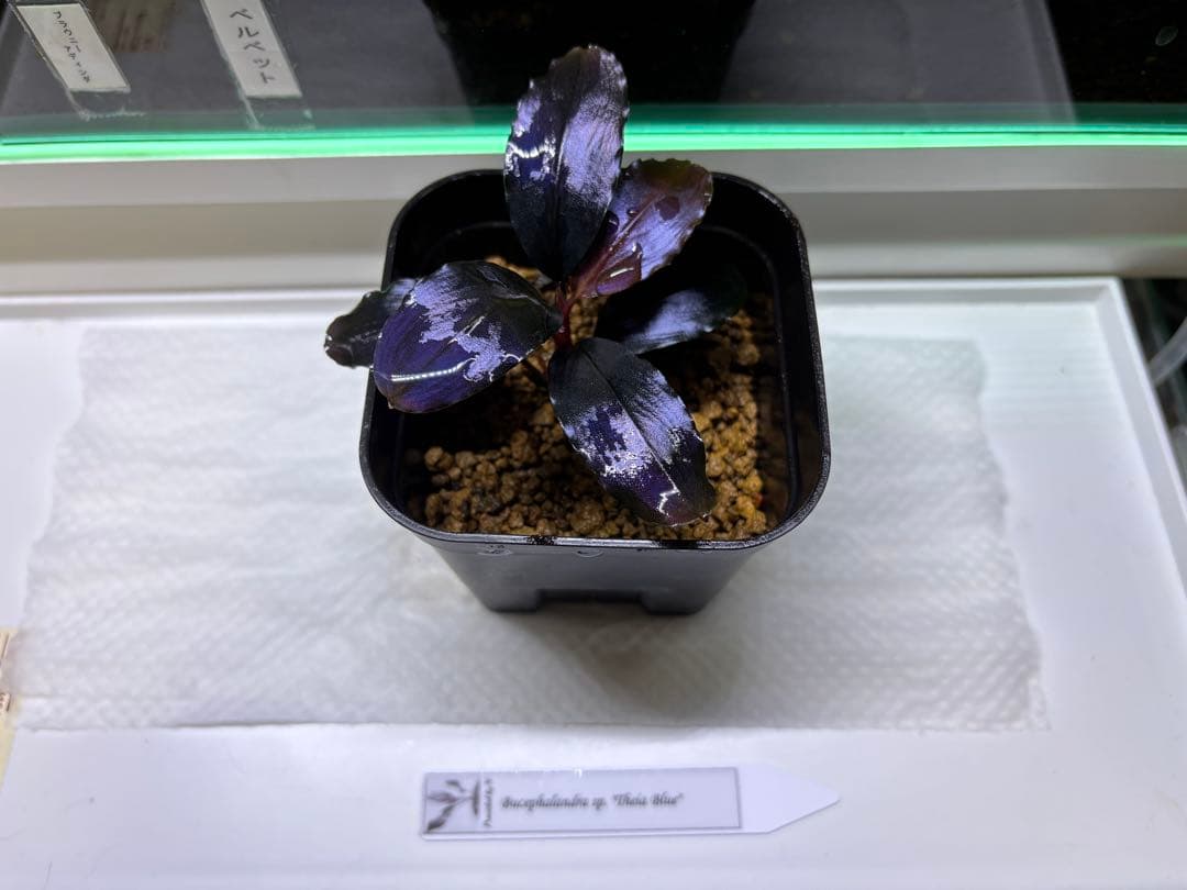 水草 Bucephalandra sp. theia blue