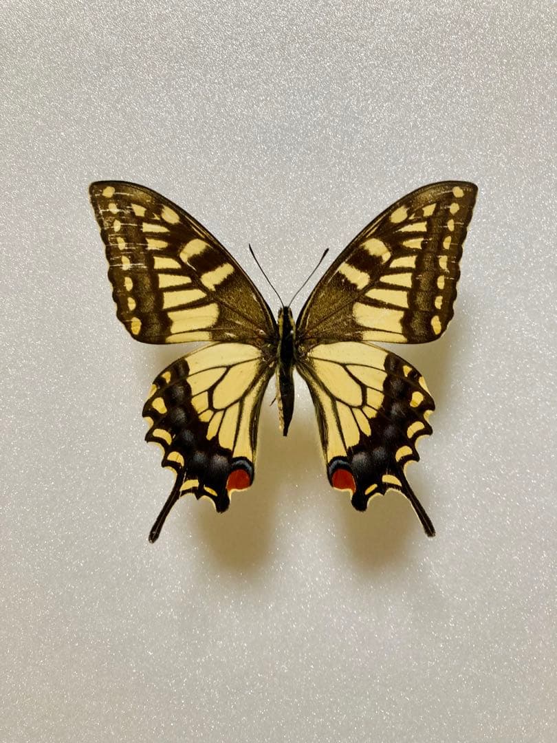 キアゲハ（1メス・ベトナム）