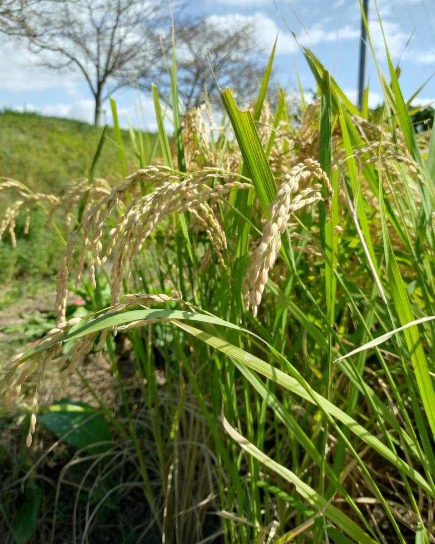 お米 農林8号 精米(七分づき) 9kg｜農薬不使用・肥料不使用｜自然栽培米