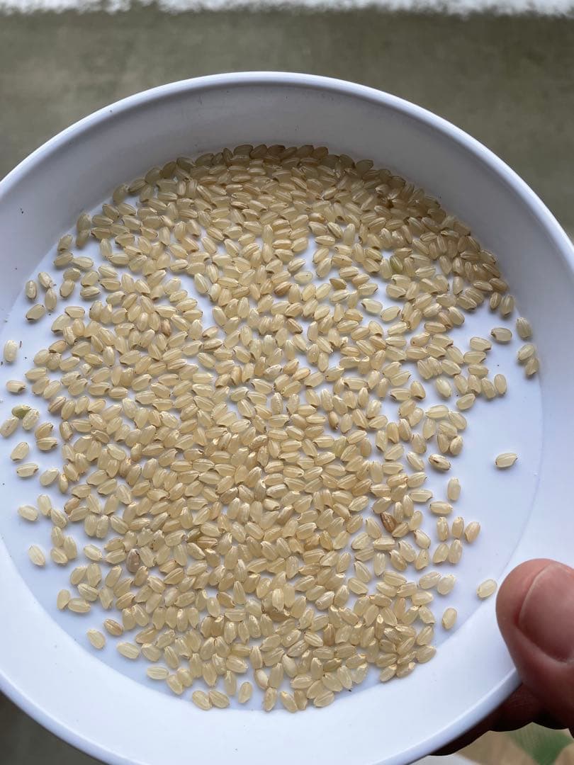 令和7年産　ひとめぼれ　30k玄米　送料無料！