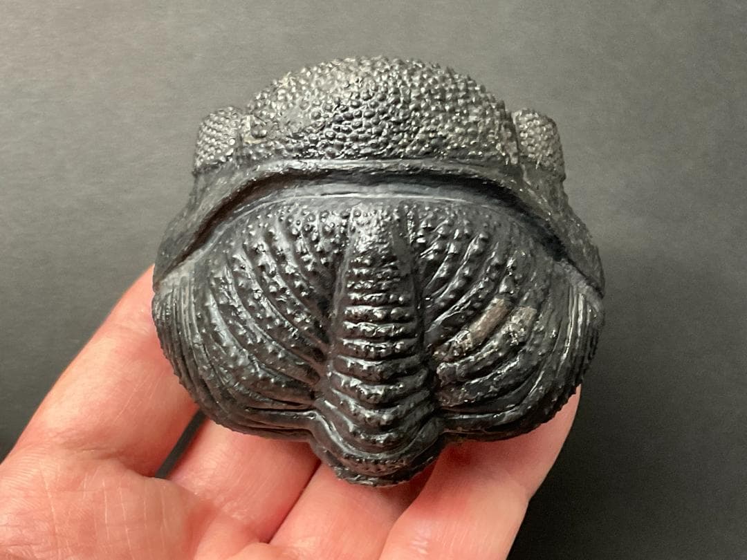 ドロトプス・メガロマニクス [PH59] 三葉虫 化石