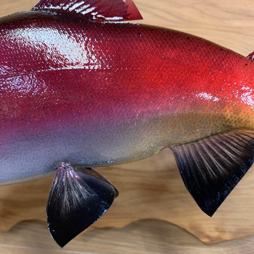 魚類剥製工房エフクラフト　晩秋の幅広セッパリヒメマス雄37センチ位 最終形態