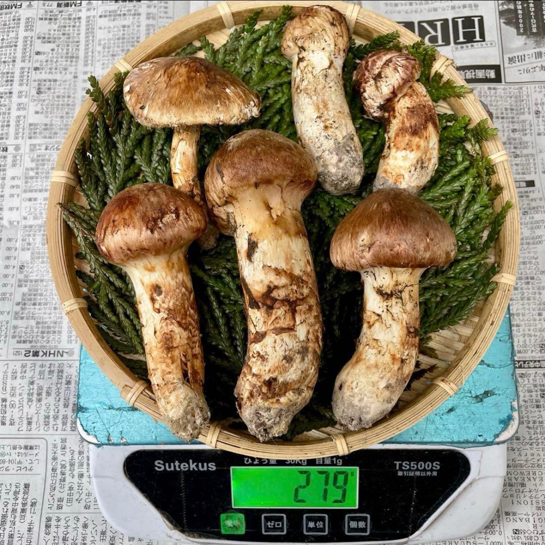 天然きのこ 松茸 国産 マツタケ まつたけ 大自然の凛さん採取その182