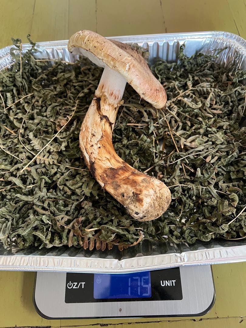 岩手県産 松茸 極上開き蕾 セット