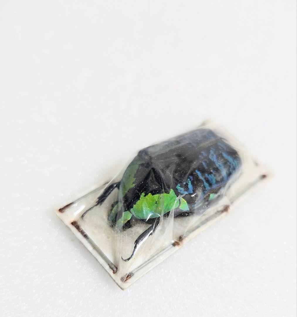 サザナミマラガシーハナムグリ3色3頭セット！特上個体！