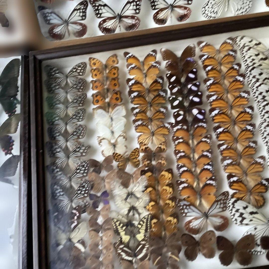 蝶の標本セット 多数4ケース