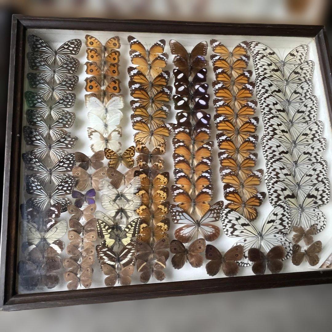 蝶の標本セット 多数4ケース