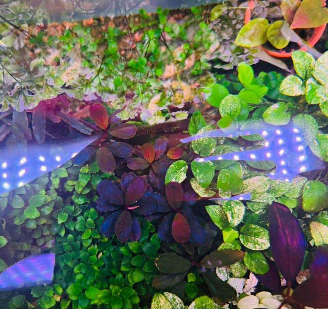 ブセファランドラ レッドクリスタル（大小ミックス）10株