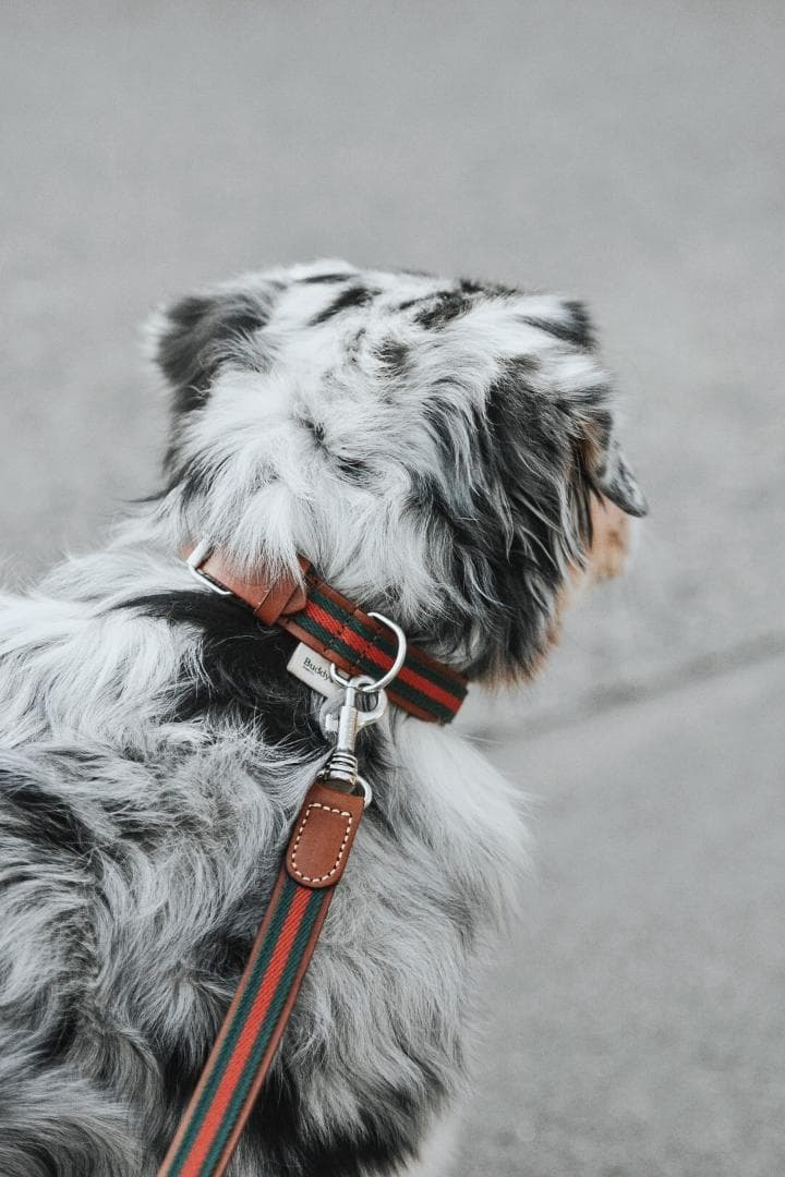 Baseball Green 高級犬用リードと首輪セット（小型犬　中型犬）