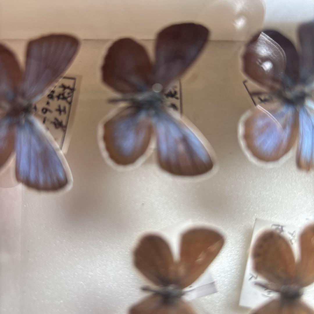 蝶の標本 木製フレーム41✖️51cm