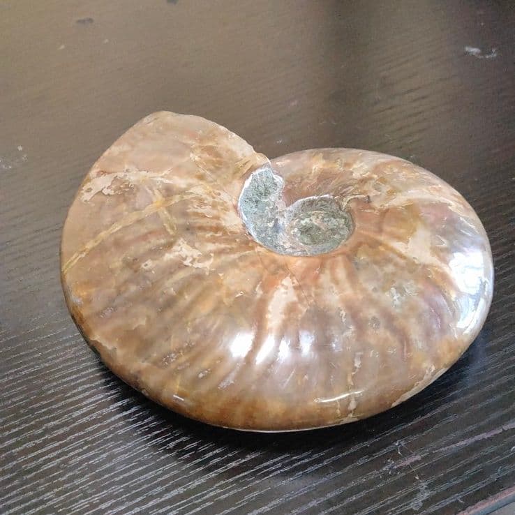 超大型マダガスカル産 アンモナイト化石