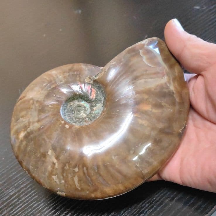 超大型マダガスカル産 アンモナイト化石