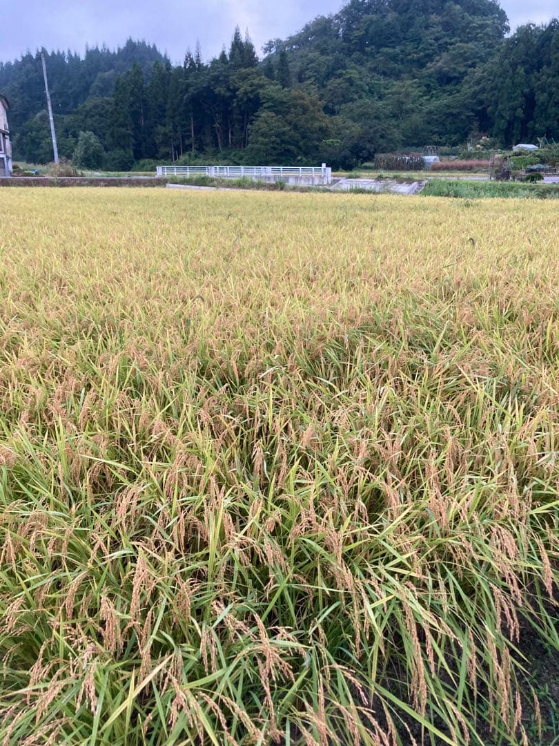 令和7年魚沼産コシヒカリ　精米10kg