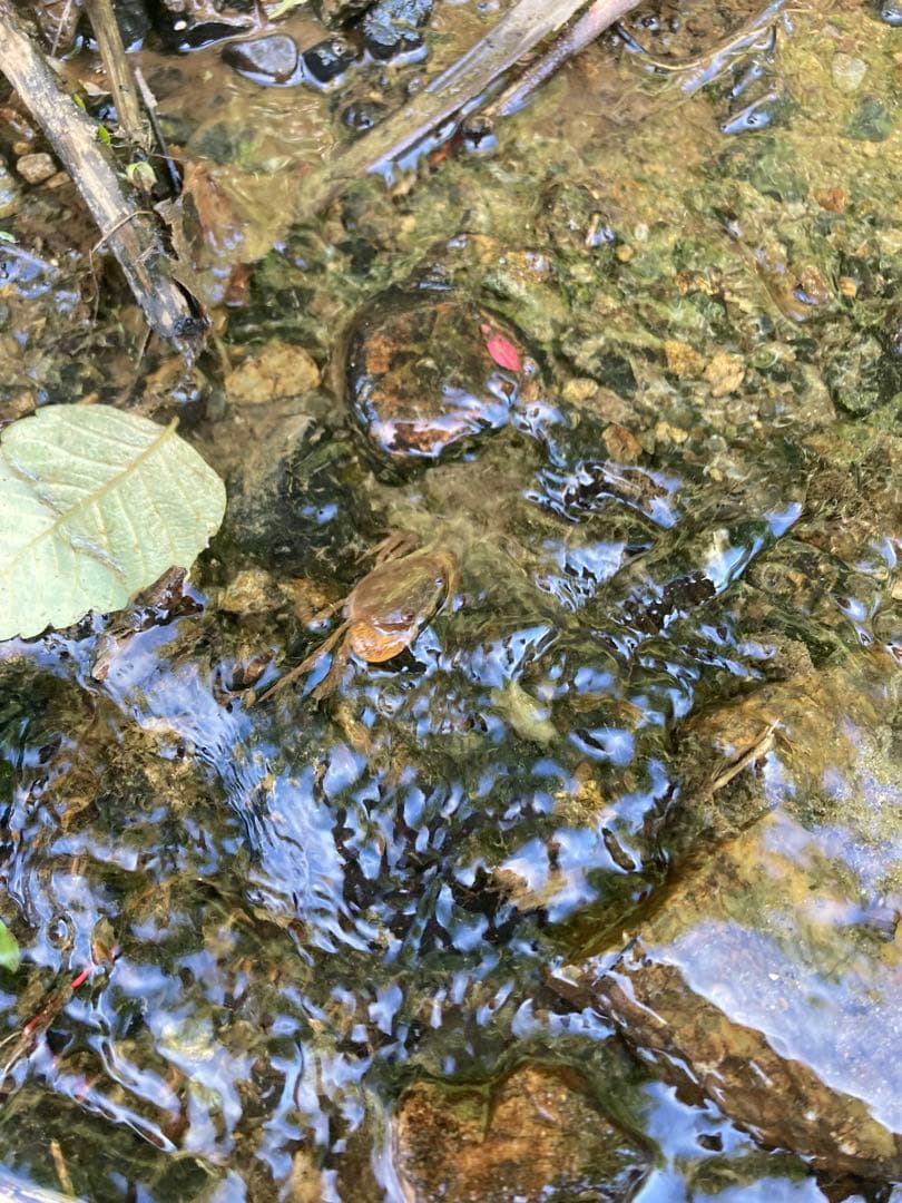 令和7年魚沼産コシヒカリ　精米10kg