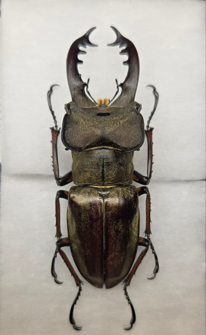 【たーたん】ボンバーヘッド 北海道産ミヤマクワガタ 昆虫標本