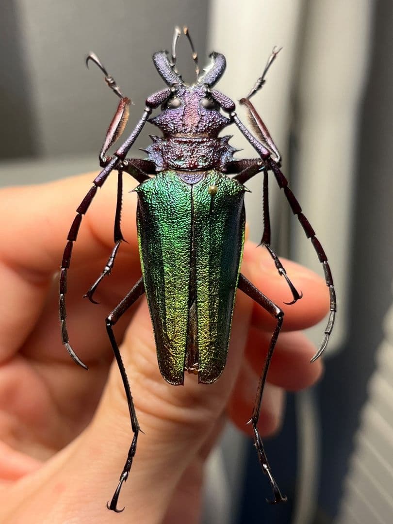 【青緑黄】ルリオニカミキリ ムラサキオニノコギリカミキリ 昆虫標本