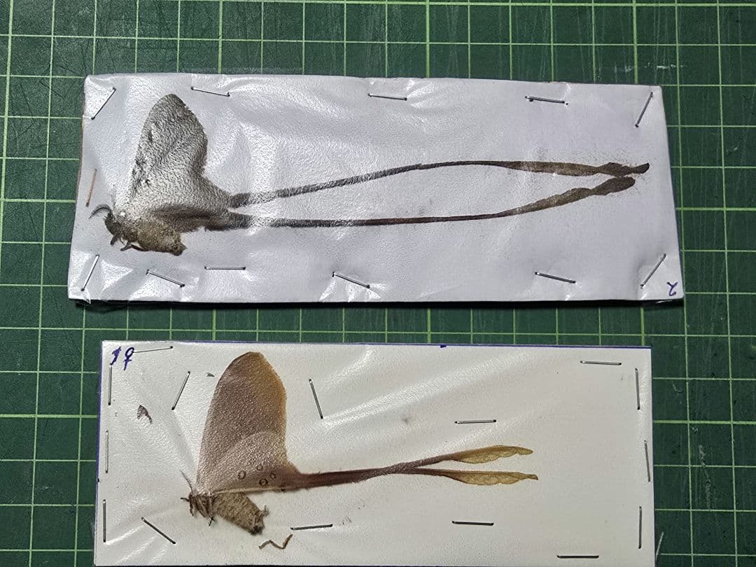 蛾標本 2点セット keti