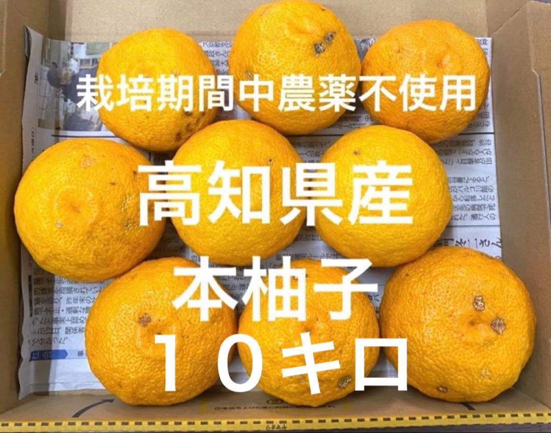 高知県産　本柚子　栽培期間中農薬不使用