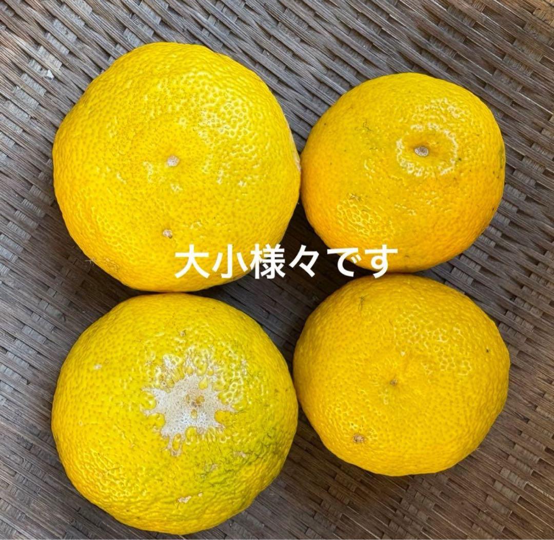 高知県産　本柚子　栽培期間中農薬不使用