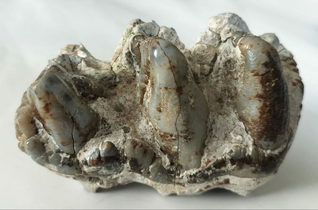 ペンタロフォドンの歯の化石