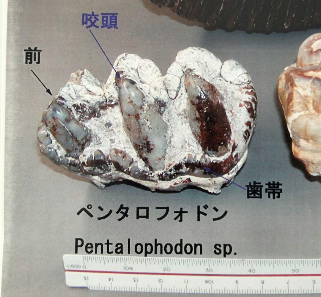 ペンタロフォドンの歯の化石