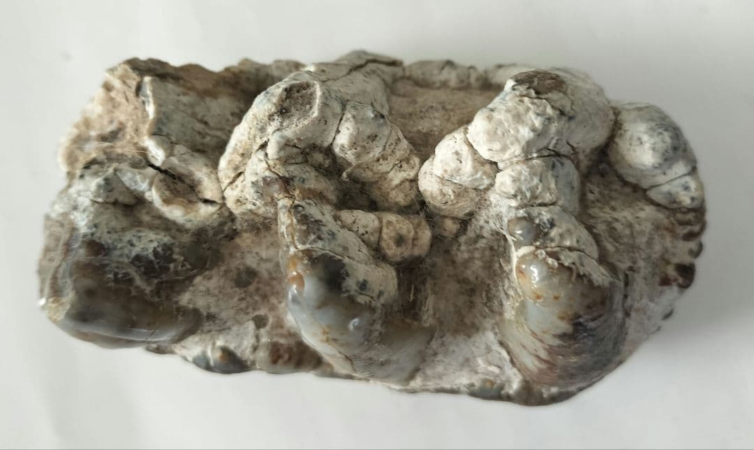 ペンタロフォドンの歯の化石