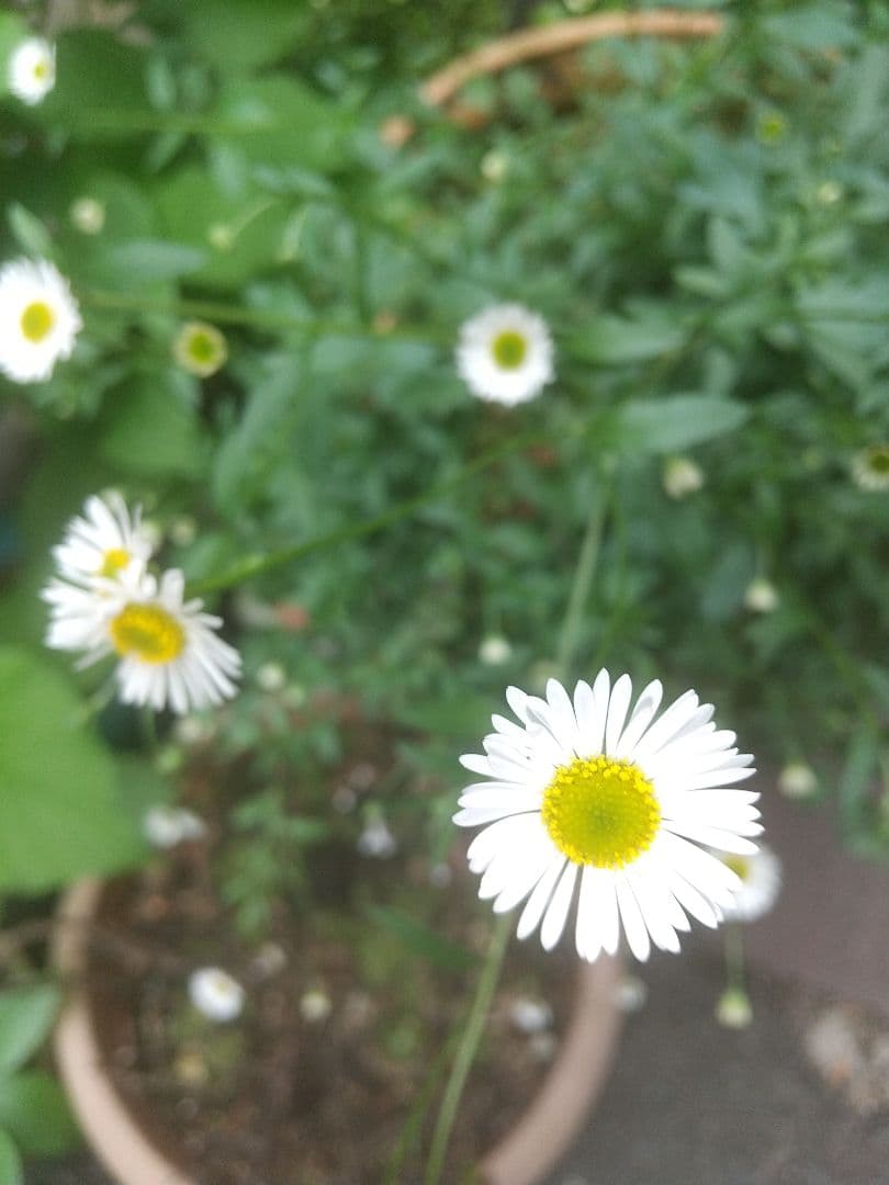 みっちゃん様用ダッフィーシェリーメイコスチューム