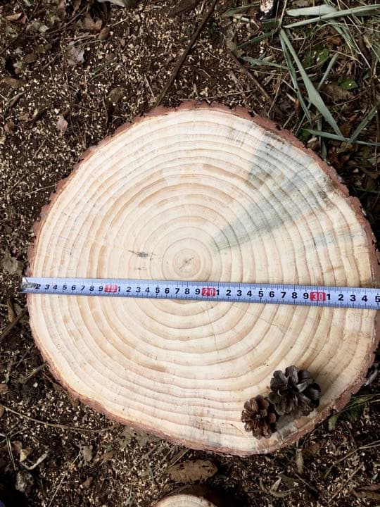 天然赤松【大きな切り株/丸太/アウトドア椅子/薪割り台】表面サンダー仕上げ